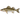 Бяла риба