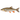 Кефал