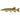 Щука