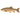 Пъстърва