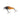 Golden Catch Hard Lure Raider 35SS